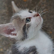Simba a rejoint le concours — aidez-le/la à gagner de superbes lots ! kitten, cat, close_up, side_profile, fur, whiskers, ears, curious, young_animal, pet, animal, looking_up, outdoor, nature, cute, portrait, small, feline, soft, adorable