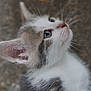 kitten, cat, close_up, side_profile, fur, whiskers, ears, curious, young_animal, pet, animal, looking_up, outdoor, nature, cute, portrait, small, feline, soft, adorable
