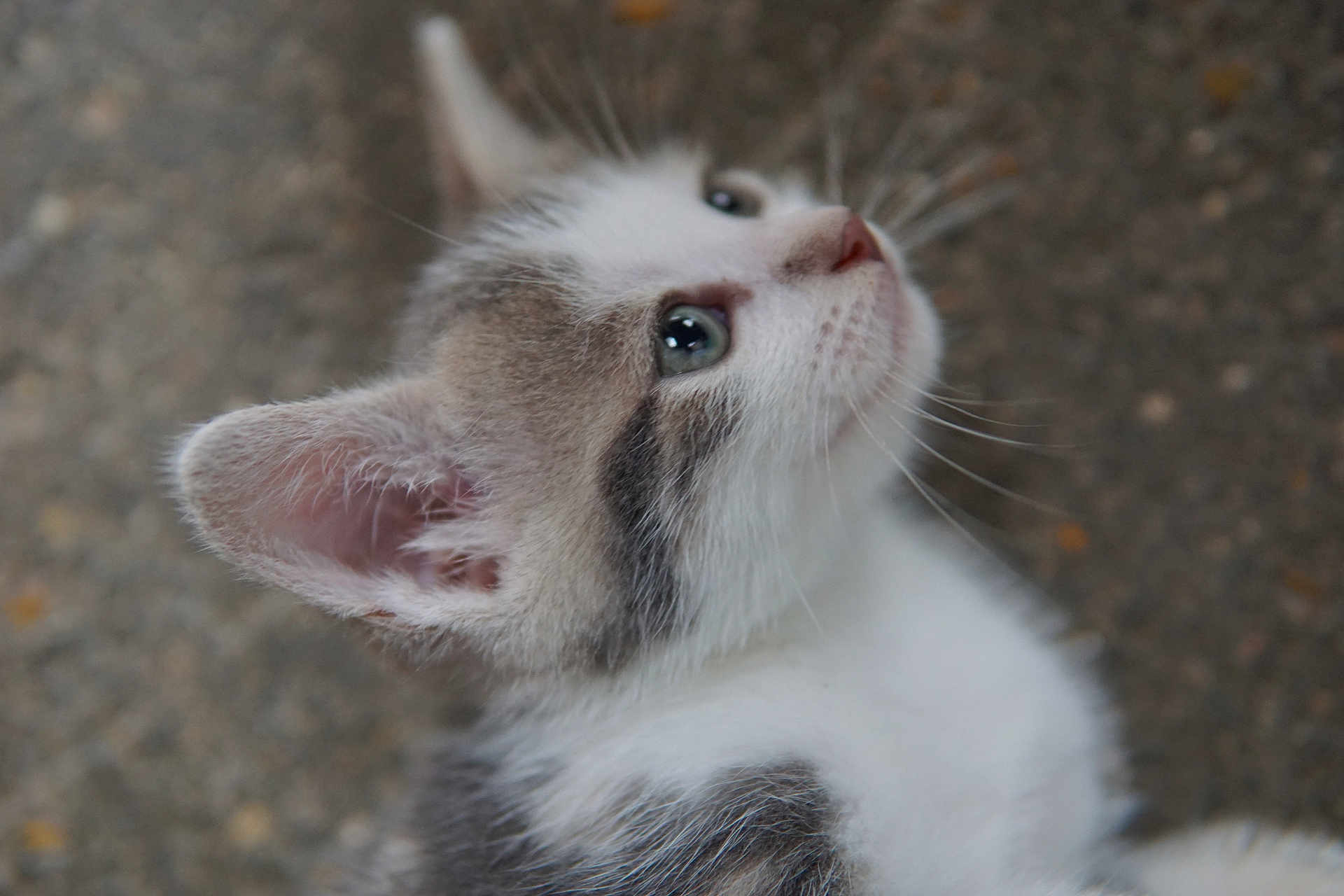 Simba a rejoint le concours — aidez-le/la à gagner de superbes lots ! kitten, cat, close_up, side_profile, fur, whiskers, ears, curious, young_animal, pet, animal, looking_up, outdoor, nature, cute, portrait, small, feline, soft, adorable