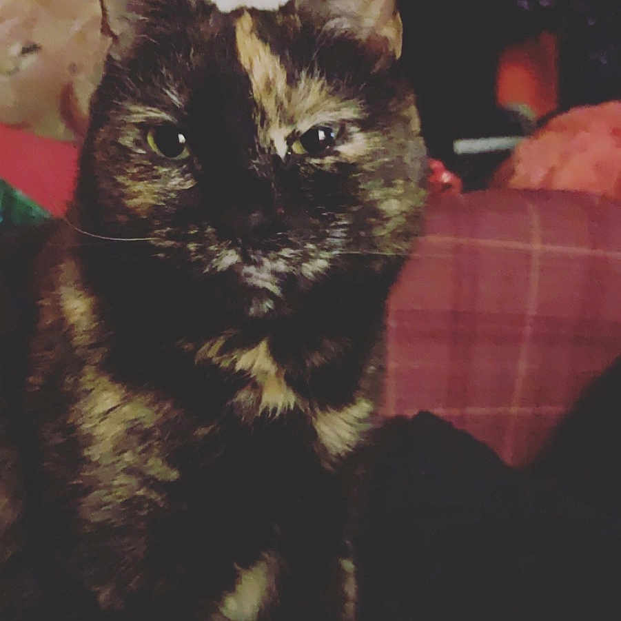 Landon joined the competition — help win amazing prizes! asian, black_cat, california_spangled, carnivore, cat, domestic_short_haired_cat, european_shorthair, eye, felidae, fur, german_rex, kitten, mammal, ojos_azules, small_to_medium_sized_cats, snout, tail, whiskers