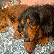 Nougat a rejoint le concours — aidez-le/la à gagner de superbes lots ! animal, black, blanket, brown, closeup, companion, cozy, cute, dachshund, dog, fur, indoors, laying_down, pattern, paw, pet, resting, sleeping, snout, soft