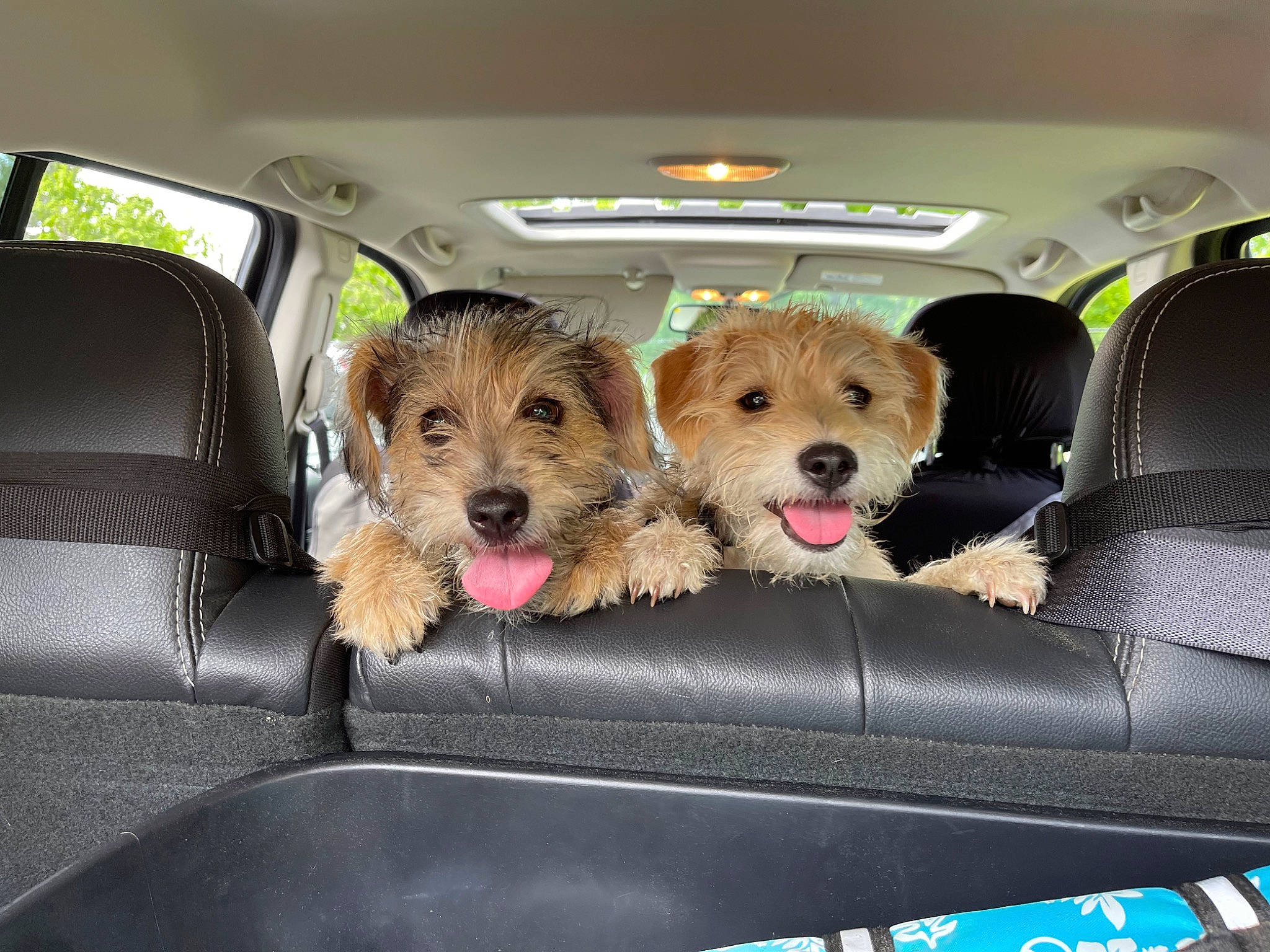 Goldie Abd Coco joined the competition — help win amazing prizes! auto_part, automotive_design, automotive_exterior, car, car_seat, car_seat_cover, carnivore, companion_dog, dog, dog_breed, fawn, land_vehicle, mode_of_transport, motor_vehicle, personal_luxury_car, radio, seat_belt, snout, vehicle, vehicle_door