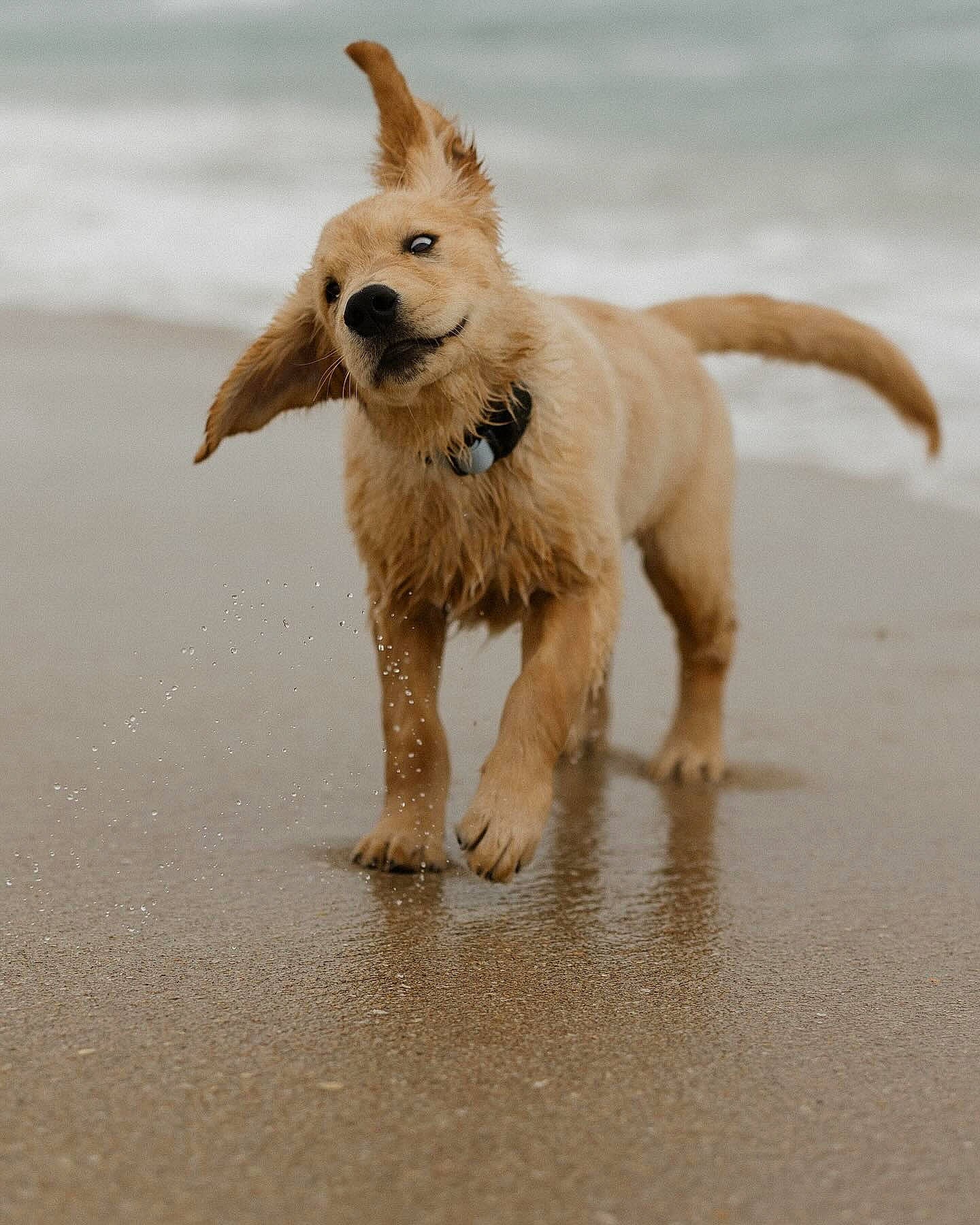 Mango a rejoint le concours — aidez-le/la à gagner de superbes lots ! beach, carnivore, collar, companion_dog, dog, dog_breed, dog_supply, fawn, liquid, ocean, pet_supply, sand, small_terrier, sporting_group, tail, terrestrial_animal, terrier, water, wind_wave, working_animal