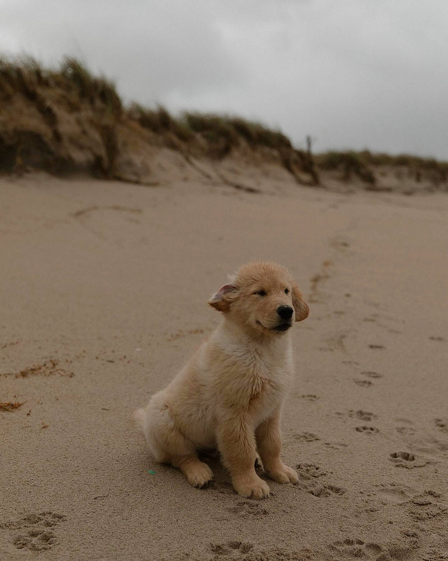 Mango participe au concours pour gagner de l'argent avec cette photo : aeolian_landform, beach, body_of_water, carnivore, cloud, companion_dog, dog, dog_breed, fawn, landscape, natural_environment, ocean, sand, sky, snout, soil, sporting_group, tail, terrestrial_animal, working_animal