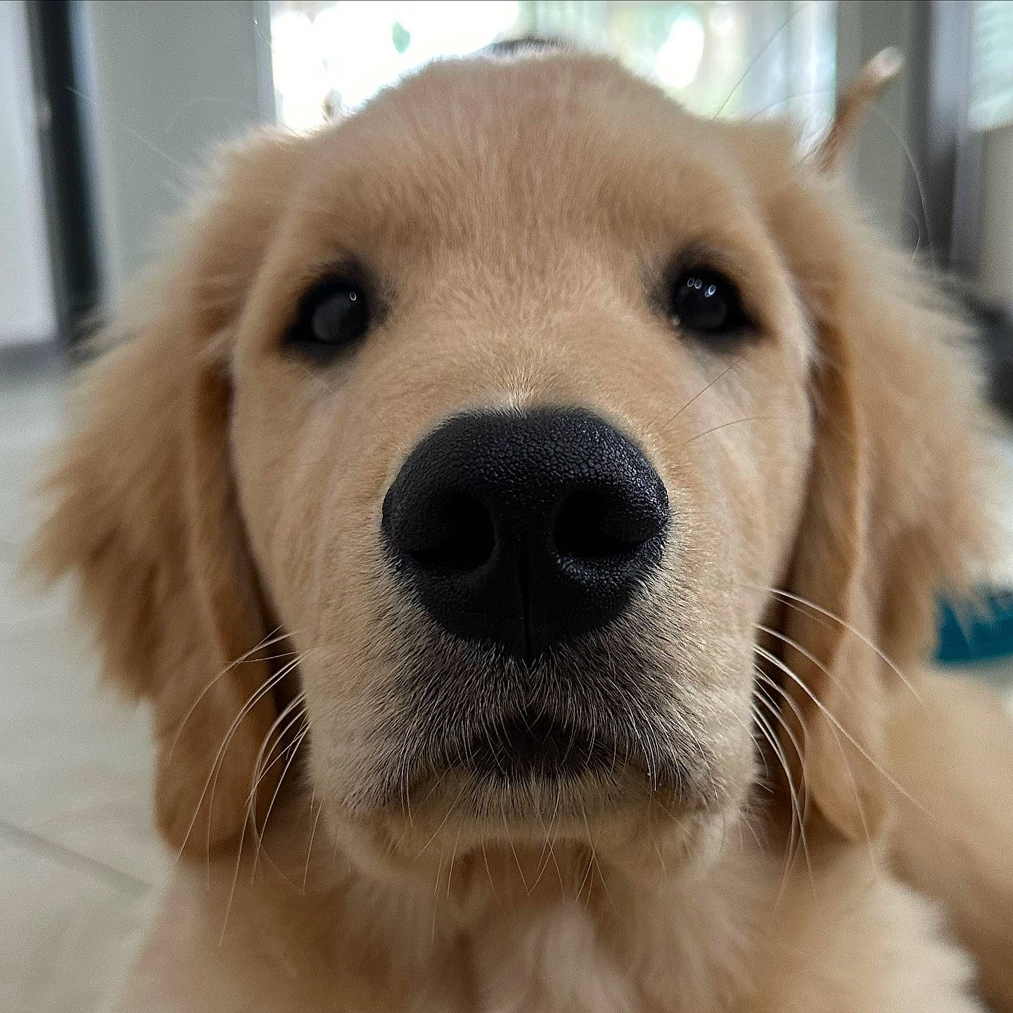 Mango a rejoint le concours — aidez-le/la à gagner de superbes lots ! canidae, carnivore, close_up, companion_dog, dog, dog_breed, dog_collar, ear, eye, fawn, fur, labrador_retriever, nose, paw, plant, snout, sporting_group, terrestrial_animal, whiskers, working_animal