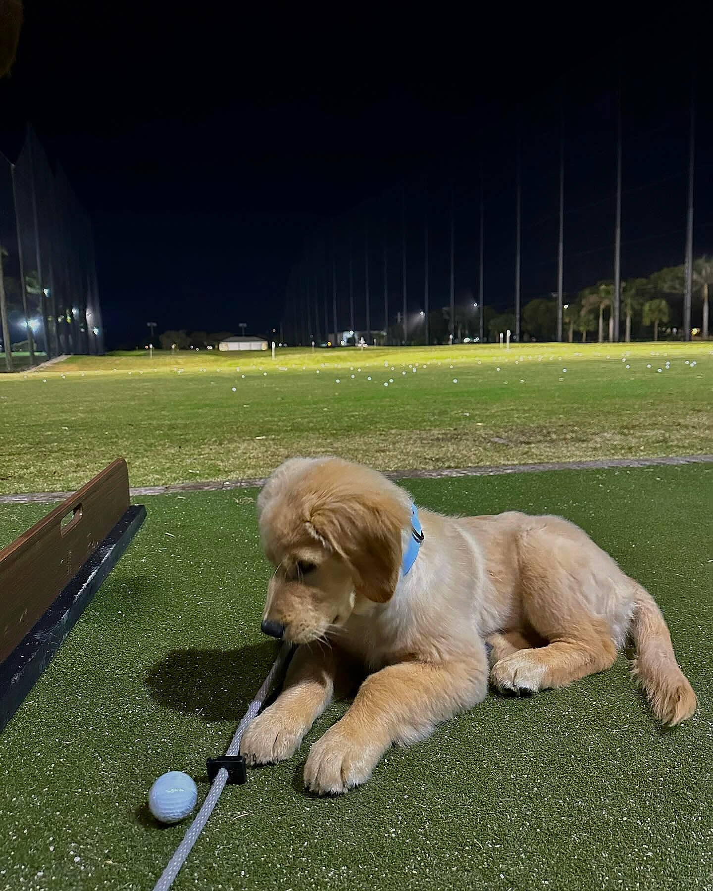 Mango a rejoint le concours — aidez-le/la à gagner de superbes lots ! ball, carnivore, companion_dog, dog, dog_breed, flooring, golf_equipment, grass, grassland, lawn, mammal, plant, recreation, sky, sporting_group, sports_equipment, terrestrial_animal, tints_and_shades, tree, vertebrate