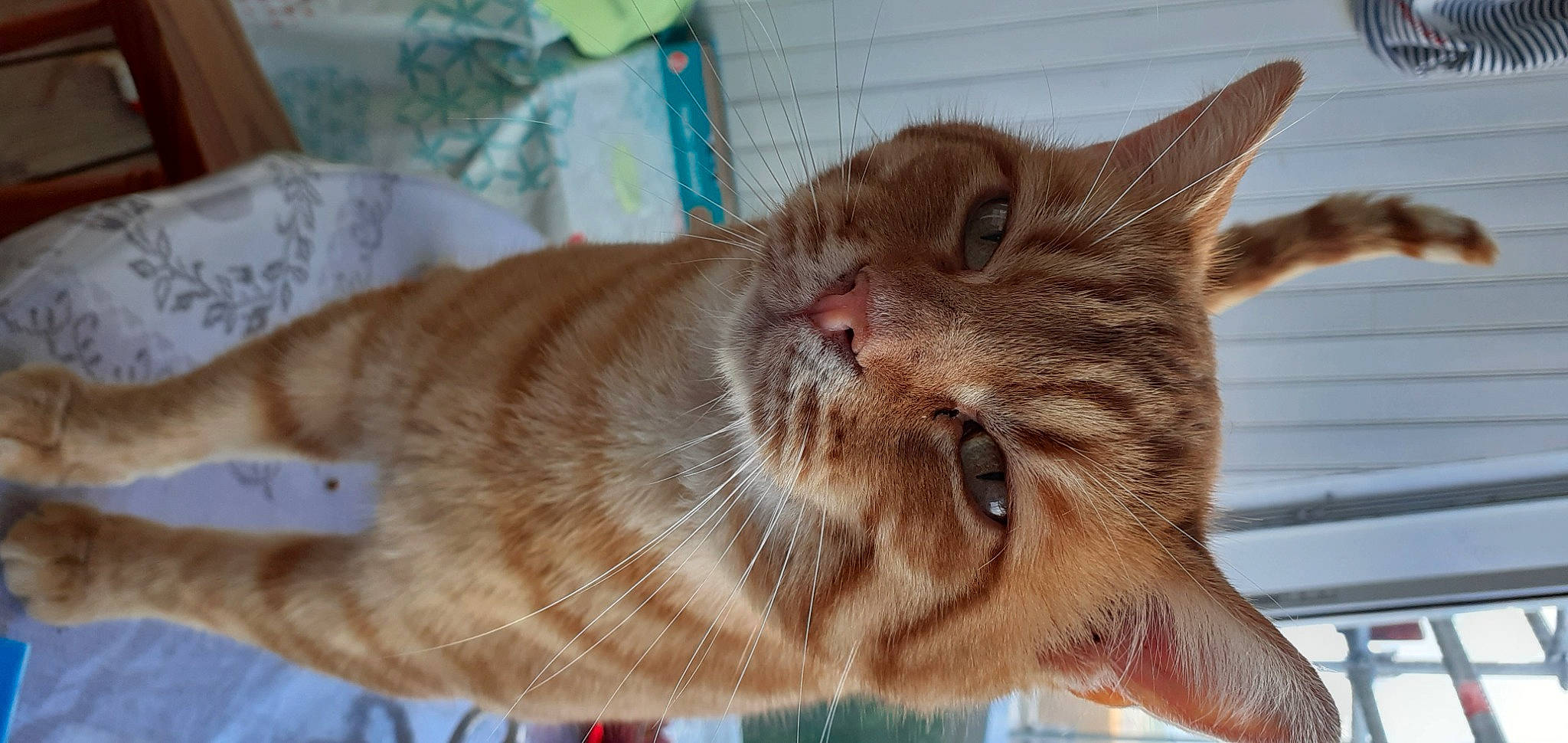 Ramssess participe au concours pour gagner de l'argent avec cette photo : carnivore, cat, cat_supply, claw, comfort, domestic_short_haired_cat, ear, fawn, felidae, fur, liver, paw, small_to_medium_sized_cats, snout, tail, whiskers, window