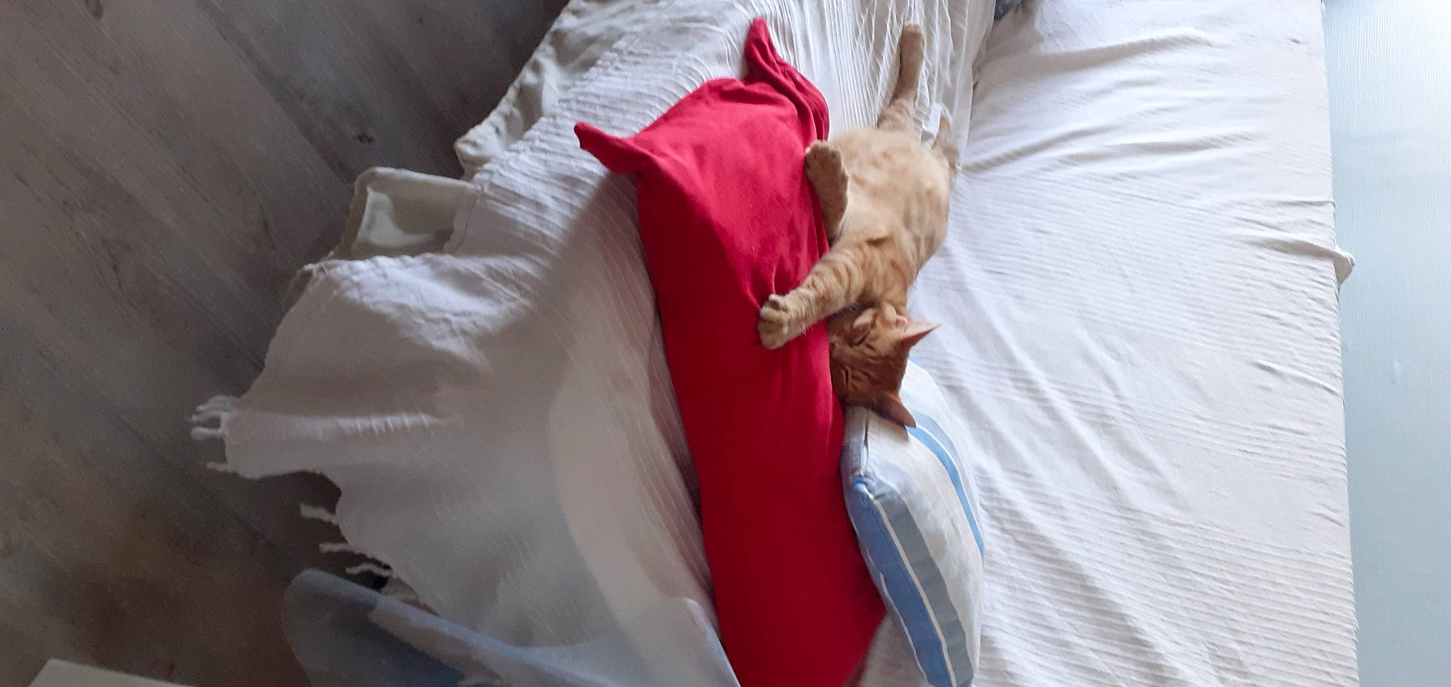 Ramssess a rejoint le concours — aidez-le/la à gagner de superbes lots ! bed_sheet, bedding, bedroom, carmine, cat, comfort, felidae, fur, linens, peach, room, sleeve, wood