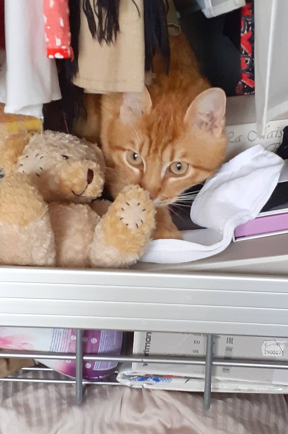 Ramssess a rejoint le concours — aidez-le/la à gagner de superbes lots ! baking, carnivore, cat, comfort_food, domestic_short_haired_cat, fawn, felidae, food, fur, junk_food, plush, room, small_to_medium_sized_cats, snack, stuffed_toy, teddy_bear, toy, whiskers