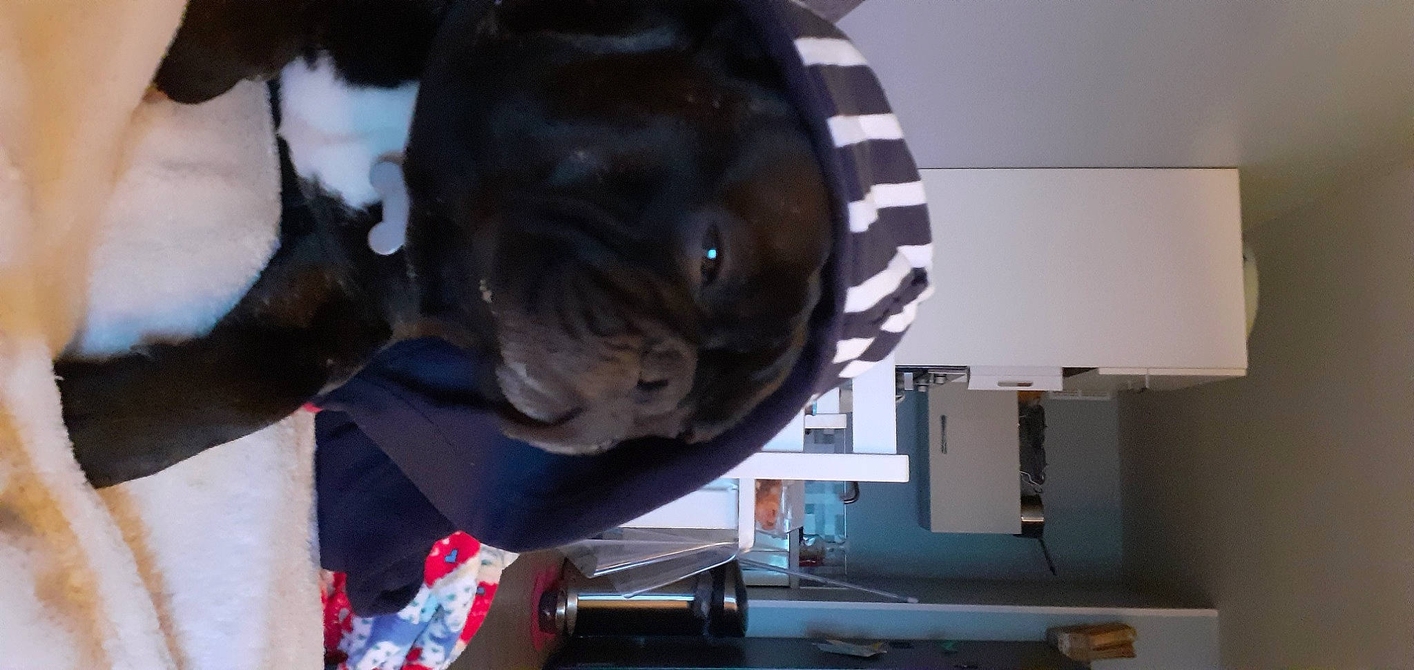 Pogba a rejoint le concours — aidez-le/la à gagner de superbes lots ! art, carmine, companion_dog, dog_breed, fun, machine, personal_protective_equipment, room, sculpture, sporting_group, statue, working_animal