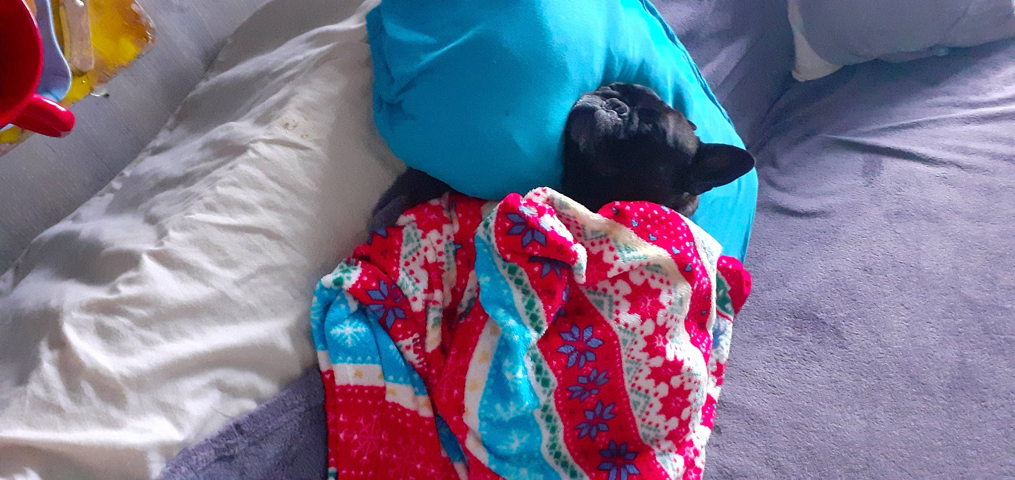 Pogba a rejoint le concours — aidez-le/la à gagner de superbes lots ! bed_sheet, bedding, carmine, carnivore, comfort, companion_dog, dog, electric_blue, fur, linens, magenta, nap, pattern, room, sitting