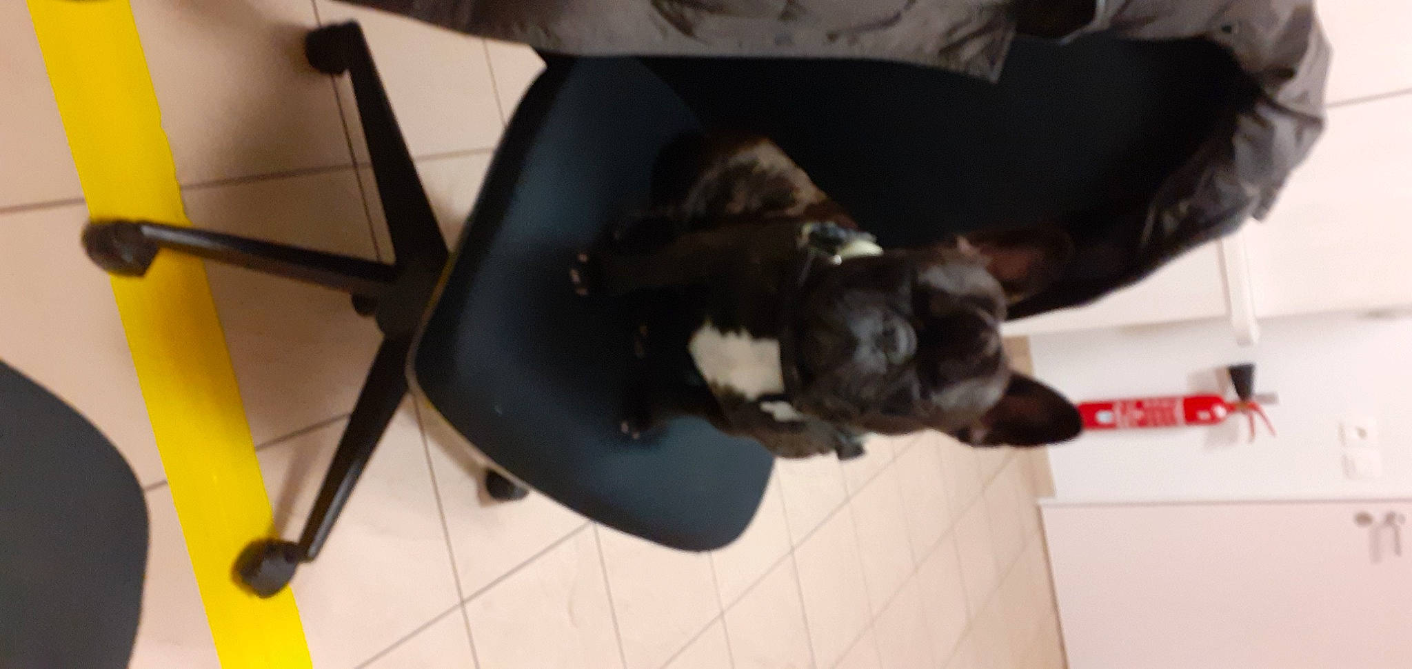 Pogba participe au concours pour gagner de l'argent avec cette photo : boston_terrier, canidae, carnivore, chair, comfort, companion_dog, dog, dog_breed, fawn, felidae, flooring, fur, guard_dog, non_sporting_group, small_to_medium_sized_cats, snout, tail, toy_dog, whiskers, working_animal