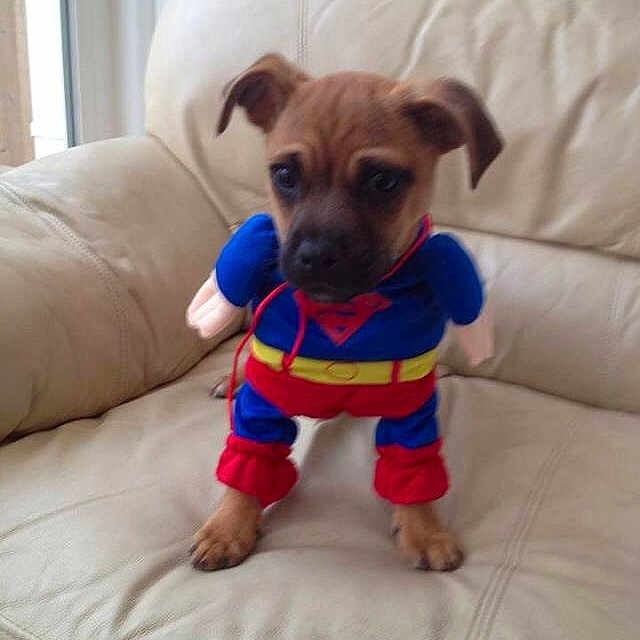 Bruce joined the competition — help win amazing prizes!