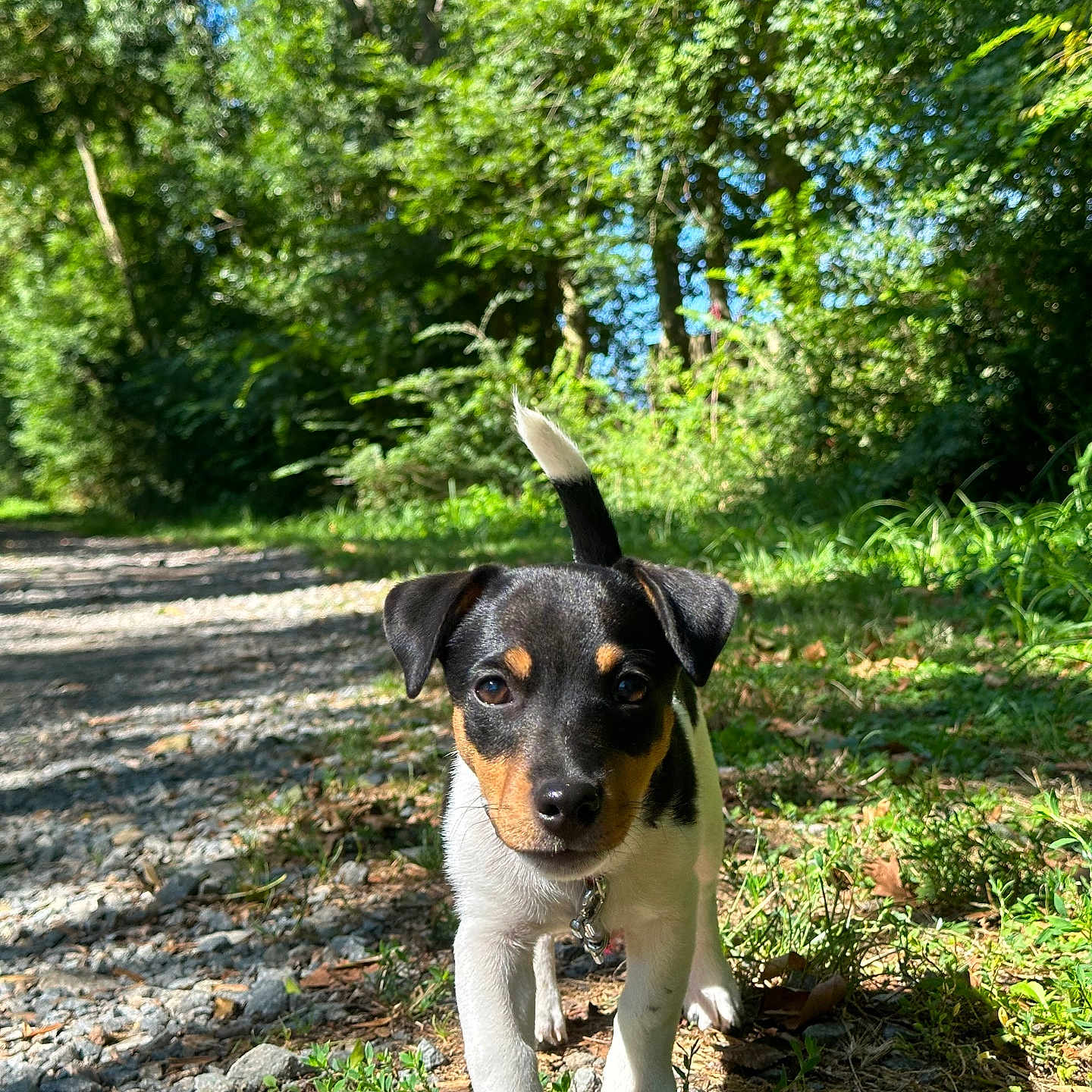 Vox participe au concours pour gagner de l'argent avec cette photo : animal, canine, dog, grass, green, grove, herbal, jungle, land, nature, outdoors, path, pet, plant, puppy, rainforest, soil, tree, vegetation, woodland