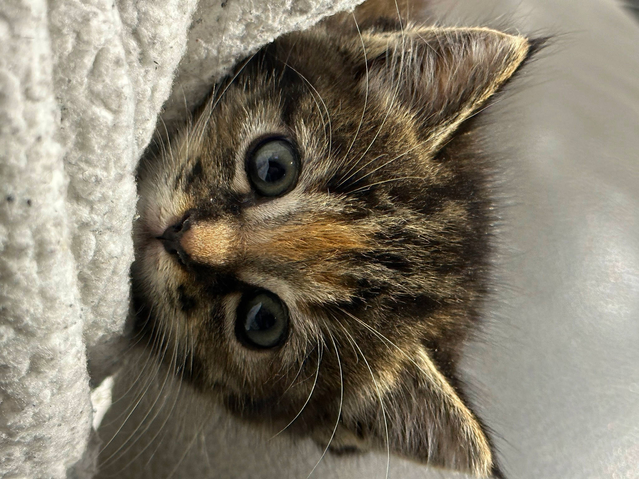 Ohana participe au concours pour gagner de l'argent avec cette photo : big_cats, carnivore, cat, claw, domestic_short_haired_cat, eye, fawn, felidae, fur, grey, macro_photography, paw, small_to_medium_sized_cats, snout, terrestrial_animal, whiskers, wildlife, wood