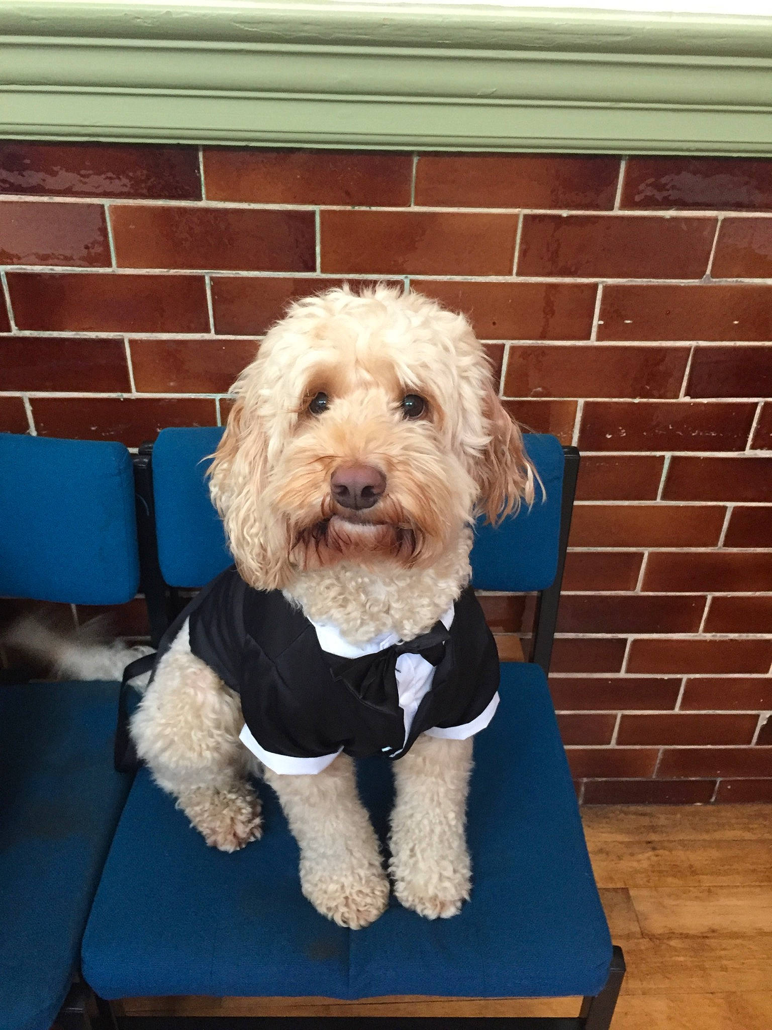 Donald joined the competition — help win amazing prizes! canidae, carnivore, cavapoo, cockapoo, companion_dog, dog, dog_breed, goldendoodle, labradoodle, maltepoo, mammal, petit_basset_griffon_vendeen, poodle, poodle_crossbreed, puppy, rare_breed_dog, schnoodle, sporting_group, toy_poodle, vertebrate