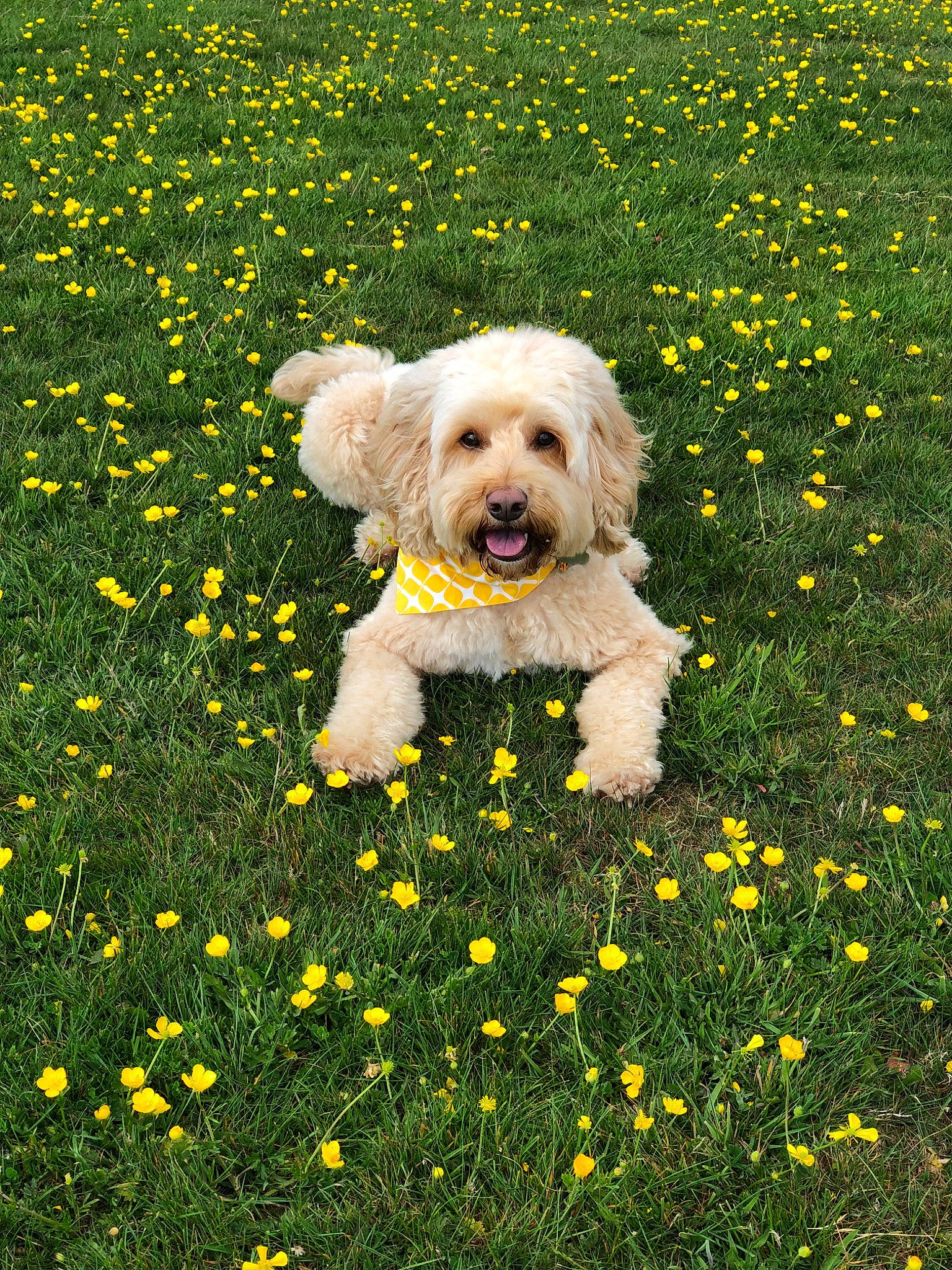 Donald is registered to the contest to win money with this photo: briquet_griffon_vendeen, canidae, carnivore, cavachon, cockapoo, companion_dog, dog, dog_breed, flower, grass, havanese, lhasa_apso, maltese, mammal, plant, poodle_crossbreed, puppy, schnoodle, sporting_group, vertebrate