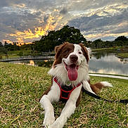 Cody joined the competition — help win amazing prizes! dog, canine, pet, grass, sunset, sky, clouds, water, pond, nature, outdoor, happy, tongue_out, harness, animal, park, tree, leash, smiling, relaxed