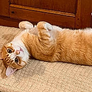 Tagore a rejoint le concours — aidez-le/la à gagner de superbes lots ! cat, orange_cat, white_cat, pet, lying_down, indoor, wooden_cabinet, curious, relaxed, feline, close_up, fur, whiskers, ears, eyes, bedspread, cozy, cute, domestic_animal, animal