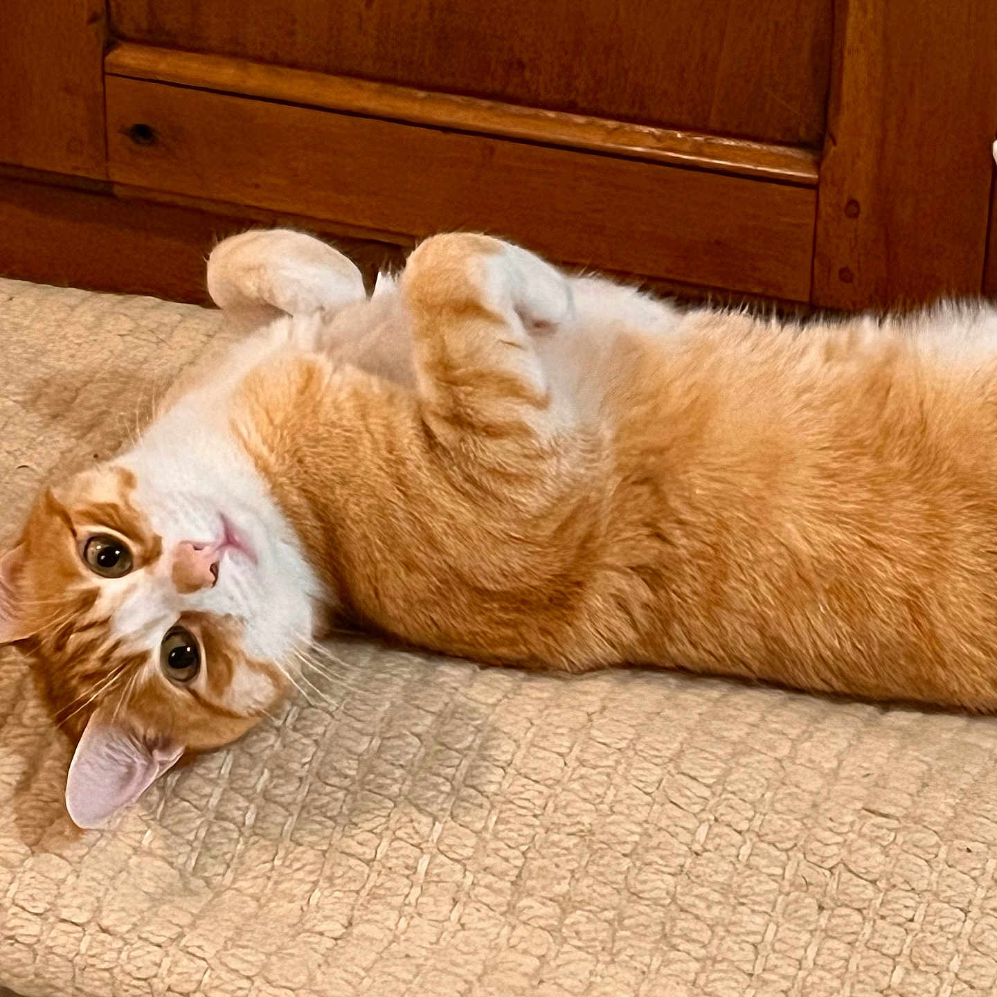 Tagore a rejoint le concours — aidez-le/la à gagner de superbes lots ! animal, bedspread, cat, close_up, cozy, curious, cute, domestic_animal, ears, eyes, feline, fur, indoor, lying_down, orange_cat, pet, relaxed, whiskers, white_cat, wooden_cabinet