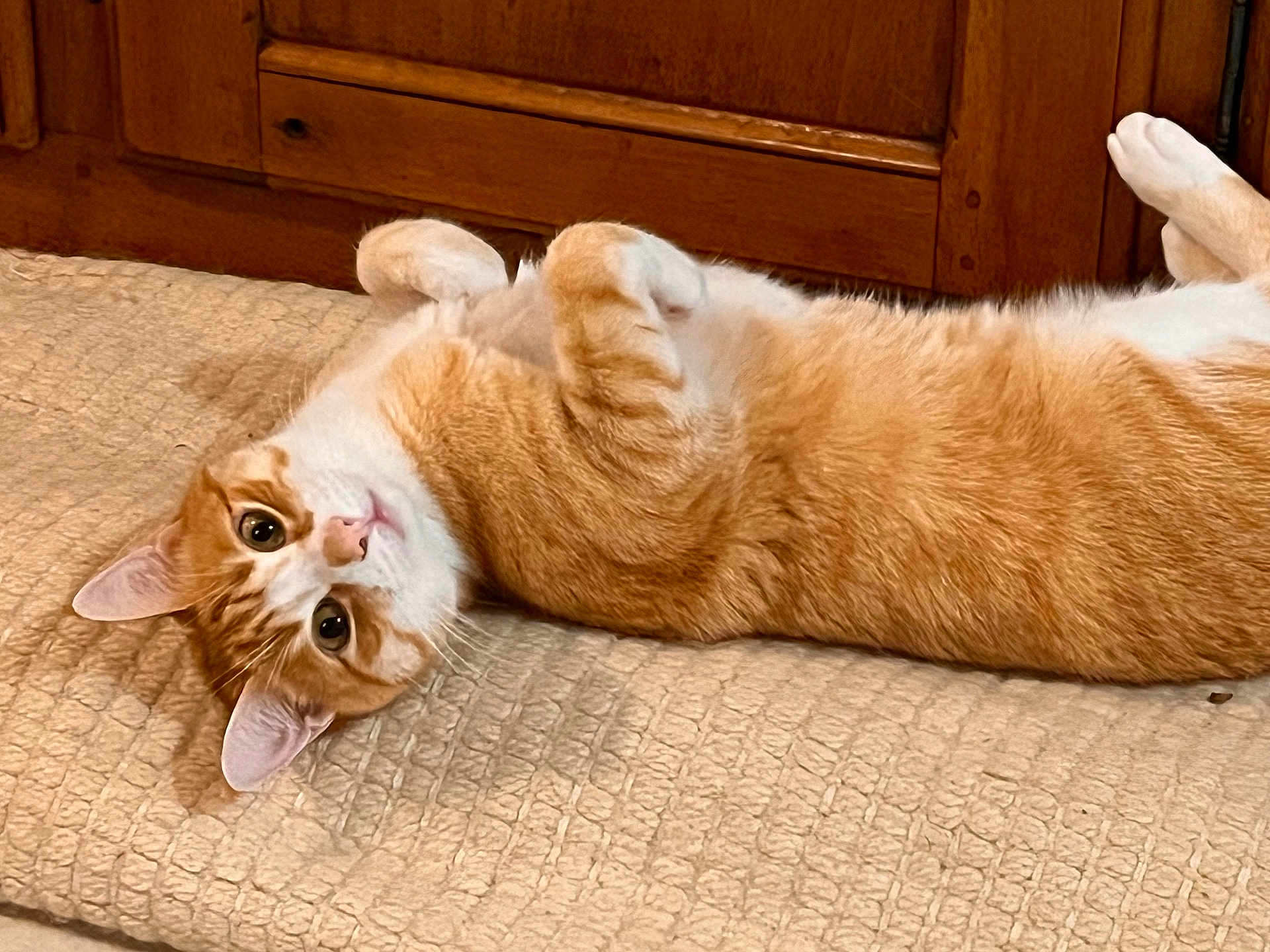 Tagore a rejoint le concours — aidez-le/la à gagner de superbes lots ! cat, orange_cat, white_cat, pet, lying_down, indoor, wooden_cabinet, curious, relaxed, feline, close_up, fur, whiskers, ears, eyes, bedspread, cozy, cute, domestic_animal, animal