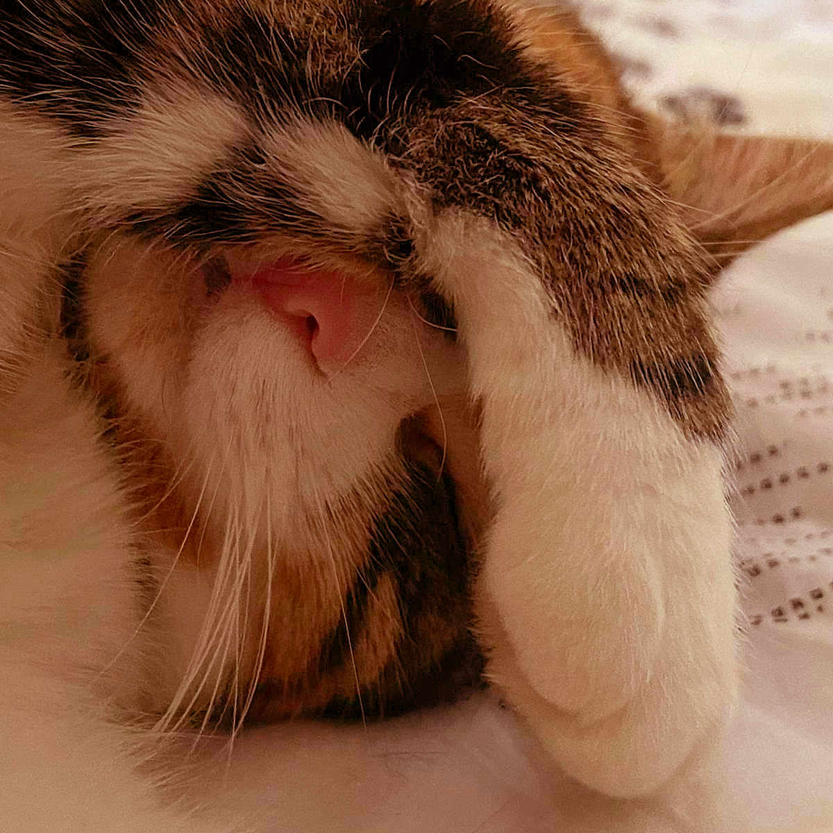Mouflette