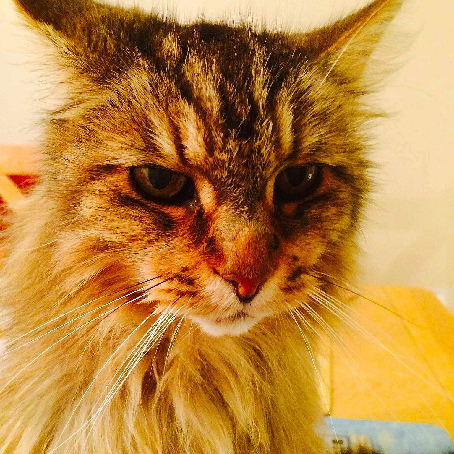 Milly joined the competition — help win amazing prizes!