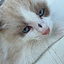 cat, blue_eyes, fluffy, close_up, pink_nose, whiskers, resting, white_surface, soft_fur, domestic_cat, pet, animal, feline, calm, indoor, cute, portrait, relaxed, muzzle, ears