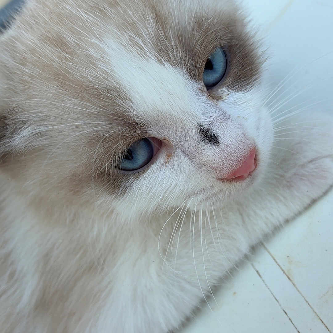 Alice a rejoint le concours — aidez-le/la à gagner de superbes lots ! animal, blue_eyes, calm, cat, close_up, cute, domestic_cat, ears, feline, fluffy, indoor, muzzle, pet, pink_nose, portrait, relaxed, resting, soft_fur, whiskers, white_surface