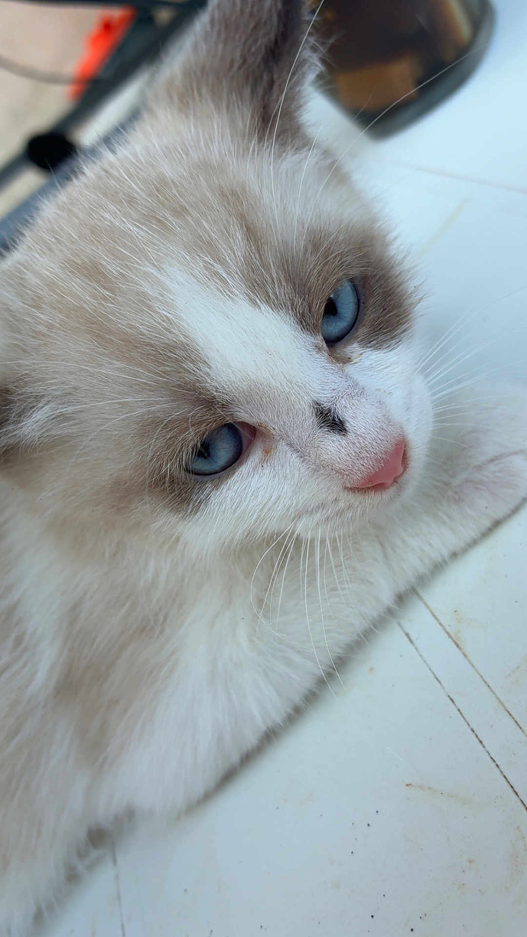 Alice