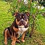 Simba a rejoint le concours — aidez-le/la à gagner de superbes lots ! animal, black, brown, canine, collar, daylight, dog, grass, leash, leaves, mammal, nature, outdoor, pet, plant, shrub, sidewalk, sitting, toy, white