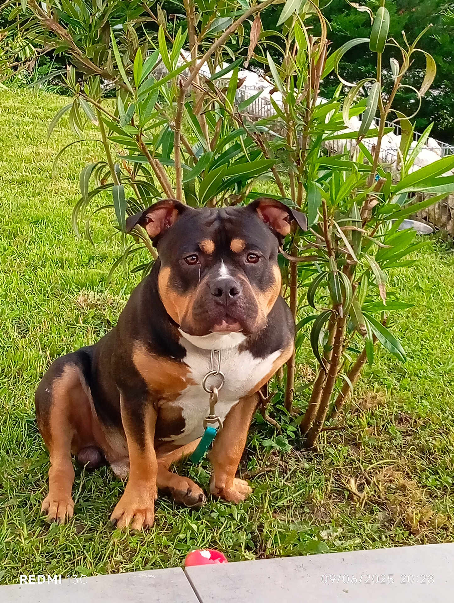 Simba