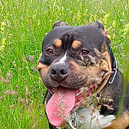 Simba participe au concours pour gagner de l'argent avec cette photo : animal, black_and_tan, canine, closeup, collar, dog, ears, field, grass, happy, leash, muzzle, nature, outdoor, pet, playful, summer, tongue, tongue_out, wildflowers