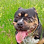 animal, black_and_tan, canine, closeup, collar, dog, ears, field, grass, happy, leash, muzzle, nature, outdoor, pet, playful, summer, tongue, tongue_out, wildflowers