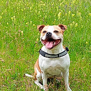 Seven a rejoint le concours — aidez-le/la à gagner de superbes lots ! dog, happy, smiling, tongue_out, sitting, collar, grass, wildflowers, outdoor, nature, greenery, field, pet, canine, animal, summer, sunlight, portrait, friendly, playful