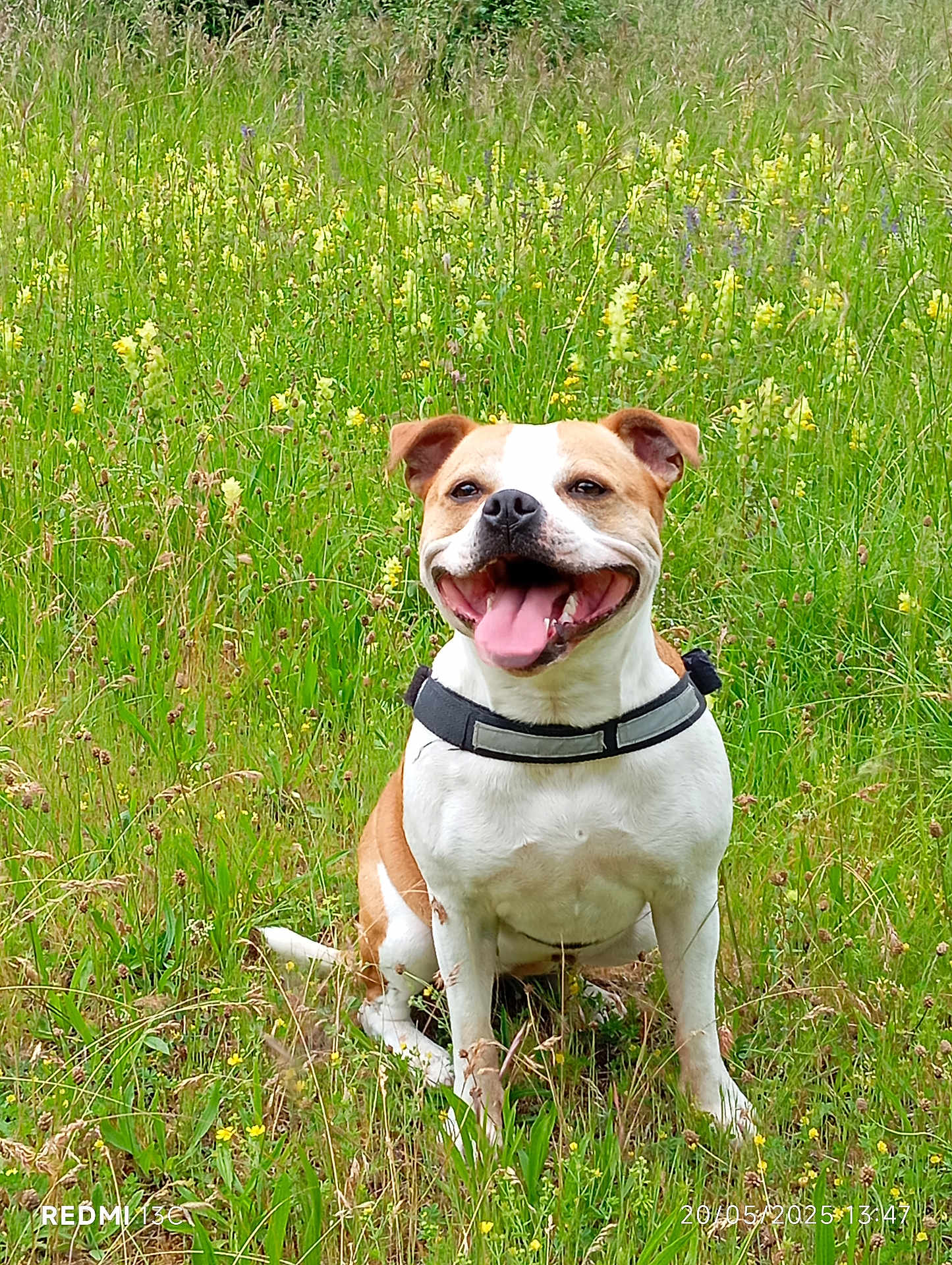Seven a rejoint le concours — aidez-le/la à gagner de superbes lots ! dog, happy, smiling, tongue_out, sitting, collar, grass, wildflowers, outdoor, nature, greenery, field, pet, canine, animal, summer, sunlight, portrait, friendly, playful