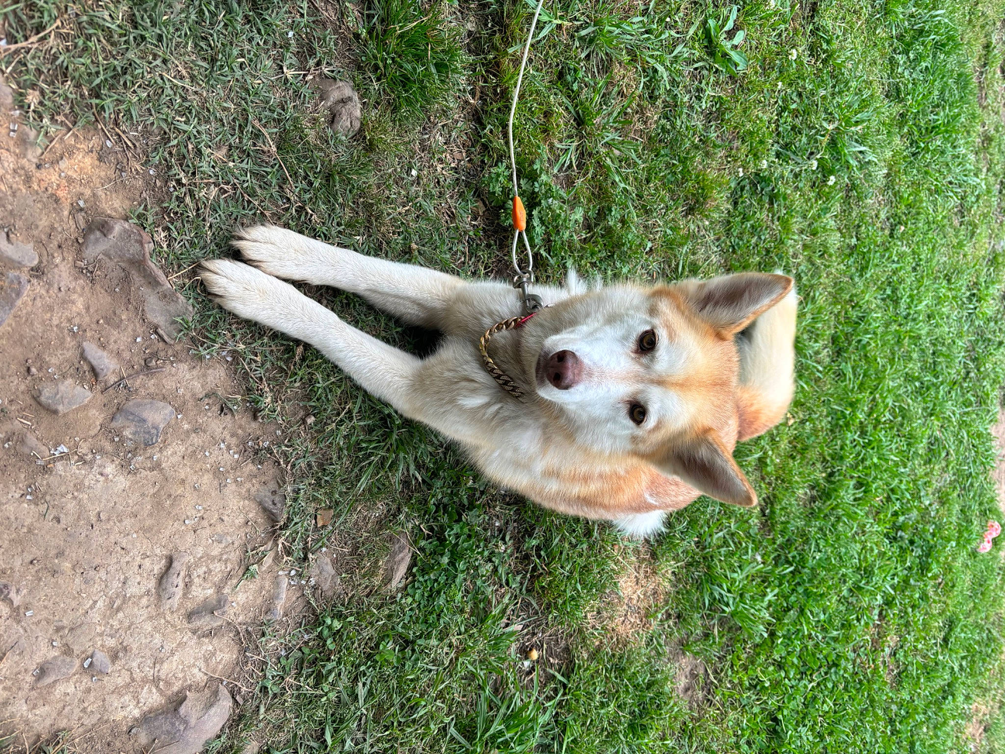 Libby is registered to the contest to win money with this photo: canidae, canis, carnivore, companion_dog, dog, dog_breed, fawn, fox, grass, plant, soil, sporting_group, tail, terrestrial_animal, tree, wildlife