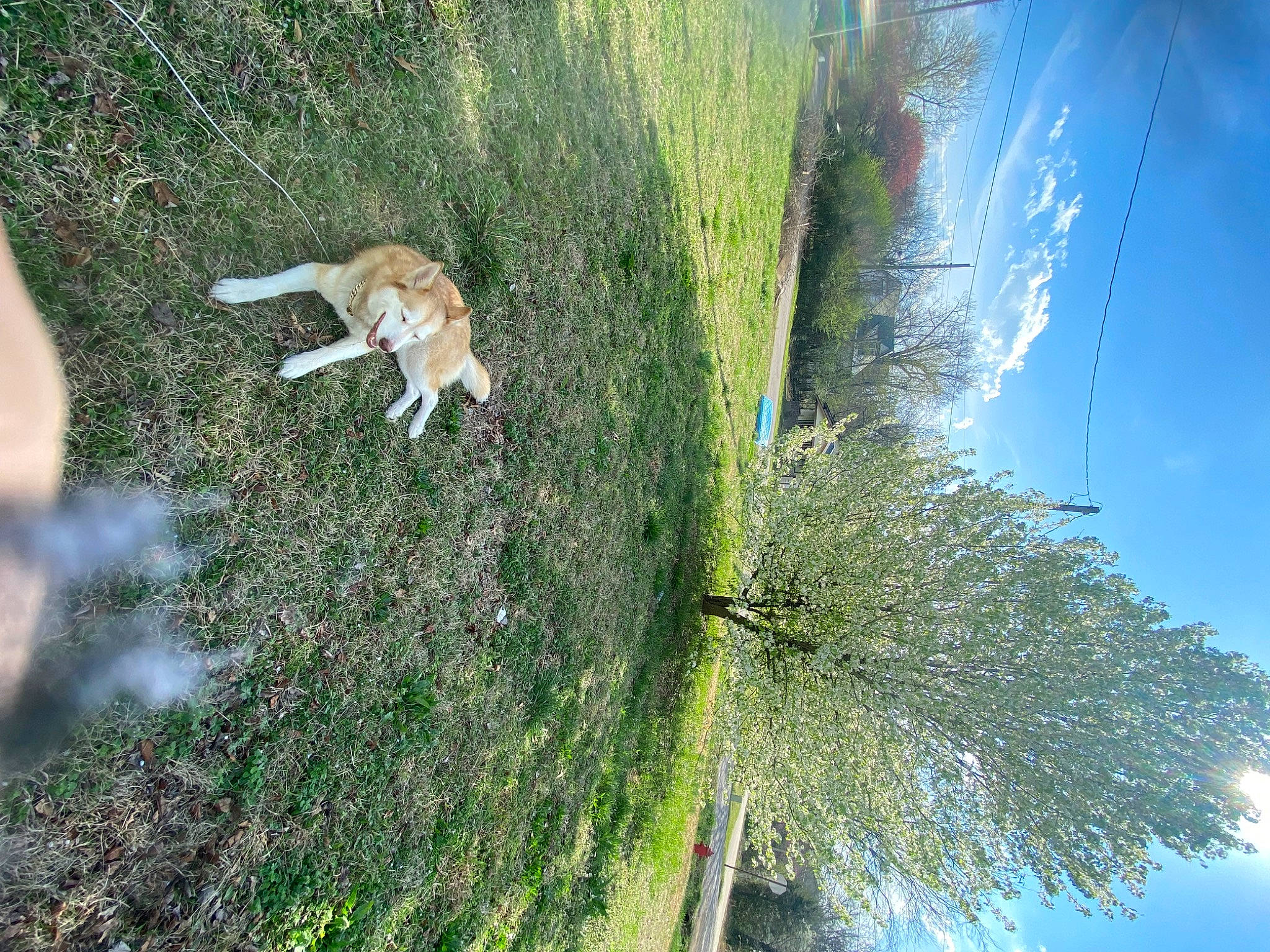 Libby is registered to the contest to win money with this photo: biome, carnivore, cat, cloud, dog, dog_breed, fawn, felidae, grass, grass_family, leaf, nature, plant, sky, slope, small_to_medium_sized_cats, sunlight, tree, vegetation, water