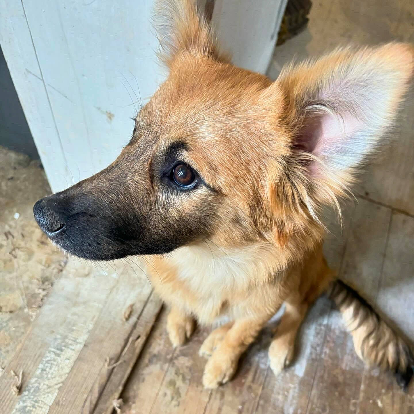 Jessie is registered to the contest to win money with this photo: canidae, carnivore, collar, companion_dog, dog, dog_breed, fawn, fur, plant, sporting_group, terrestrial_animal, whiskers, wood, working_animal, working_dog