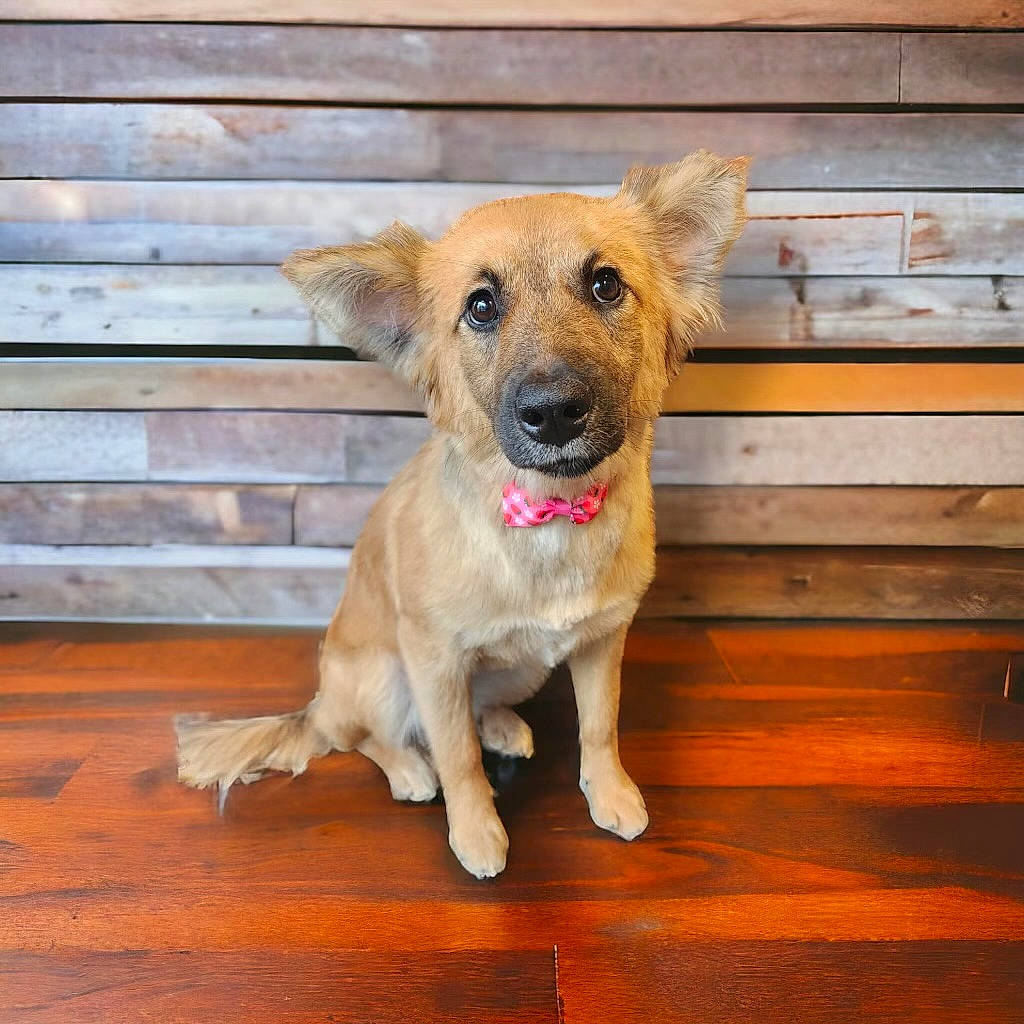 Jessie is registered to the contest to win money with this photo: carnivore, collar, companion_dog, dog, dog_breed, dog_collar, dog_supply, fawn, floor, flooring, hardwood, pet_supply, plank, snout, tail, terrestrial_animal, whiskers, wood, wood_stain, working_animal