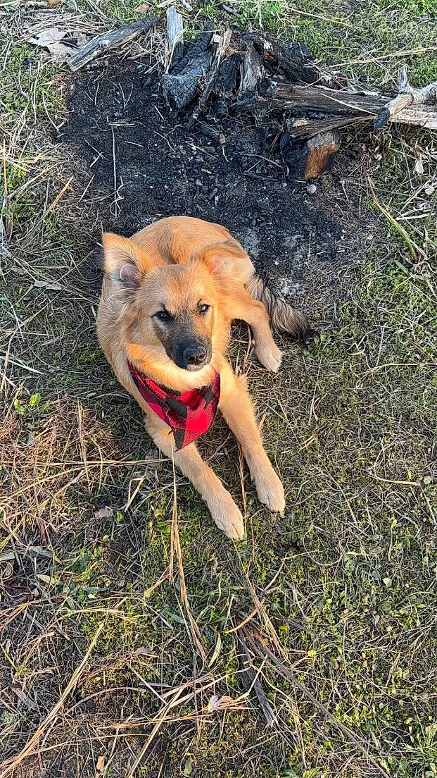 Jessie joined the competition — help win amazing prizes! adventure, canidae, carnivore, companion_dog, dog, dog_breed, dog_collar, dog_supply, fang, fawn, grass, hunting_dog, paw, plant, snout, soil, tail, working_animal, working_dog, working_terrier