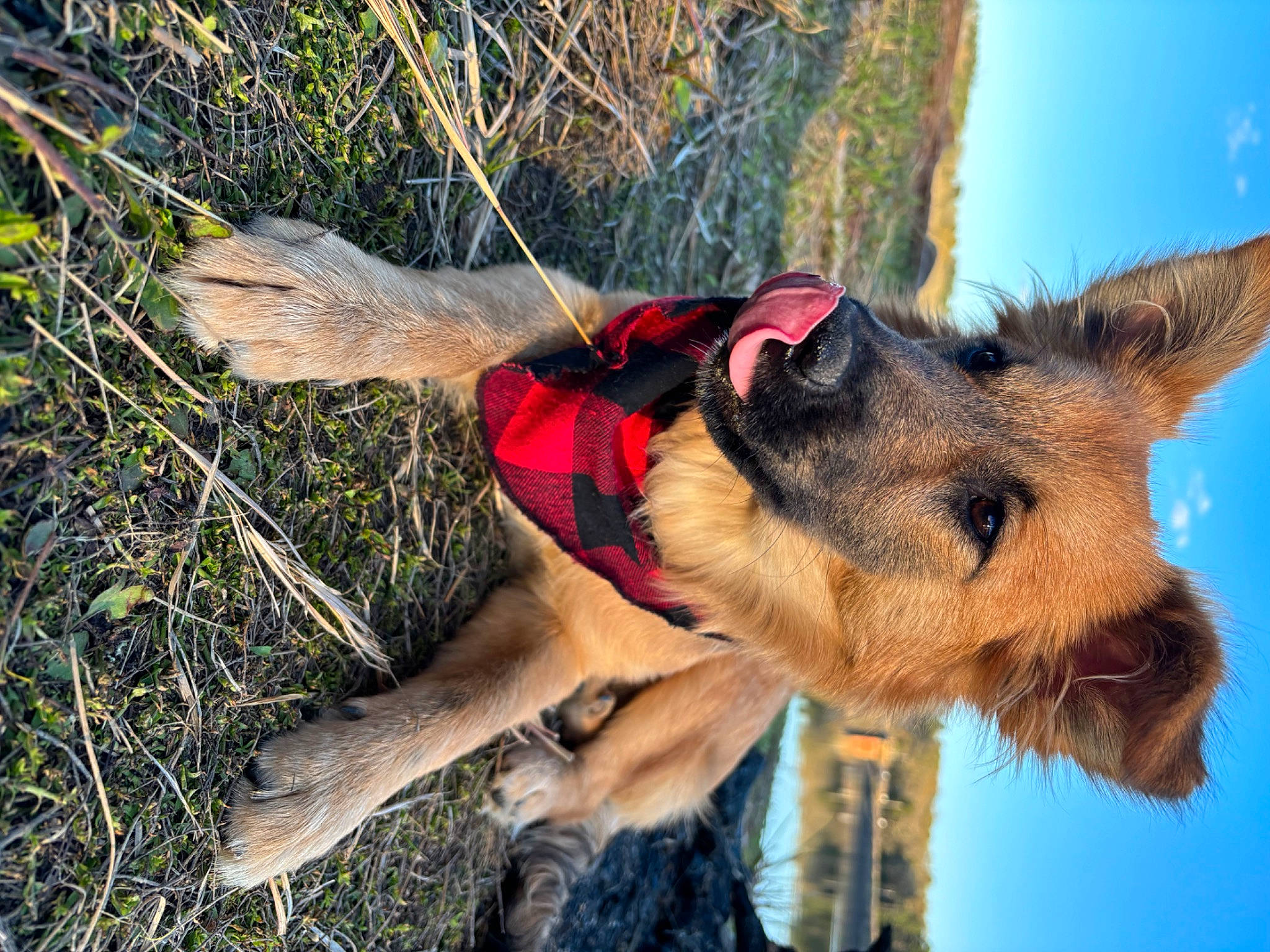 Jessie is registered to the contest to win money with this photo: adventure, canidae, carnivore, collar, companion_dog, dog, dog_breed, dog_supply, fawn, fur, grass, leash, old_german_shepherd_dog, sky, snout, sporting_group, wildlife, wood, working_animal, working_dog