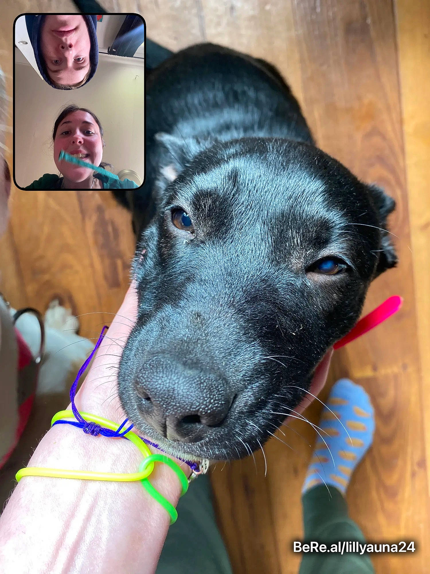 Ranada is registered to the contest to win money with this photo: carnivore, collar, companion_dog, dog, dog_breed, dog_collar, ear, electric_blue, fawn, fur, giant_dog_breed, guard_dog, head, pet_supply, selfie, snout, sporting_group, whiskers, working_animal, working_dog