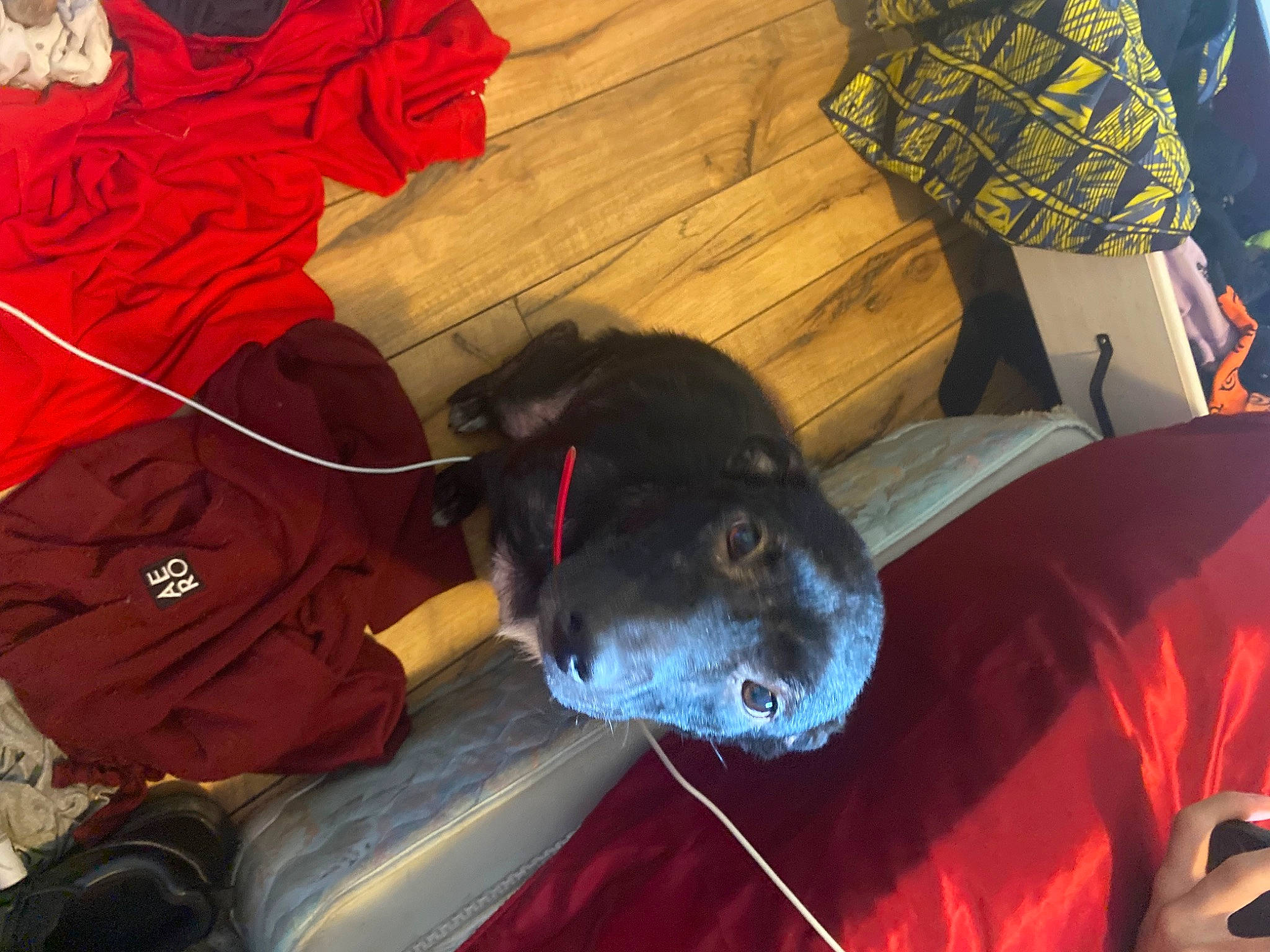 Ranada joined the competition — help win amazing prizes! adventure, canidae, carmine, carnivore, collar, comfort, companion_dog, dog, dog_breed, dog_collar, dog_supply, fashion_accessory, fawn, guard_dog, leash, non_sporting_group, personal_protective_equipment, snout, sporting_group, working_animal