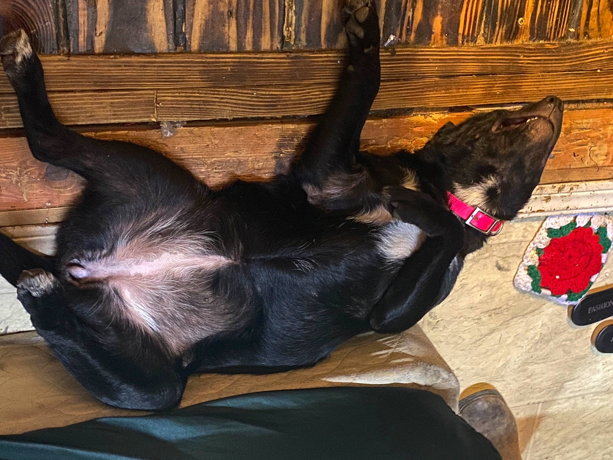 Ranada joined the competition — help win amazing prizes! carnivore, collar, comfort, companion_dog, dog, dog_breed, dog_collar, dog_supply, ear, fawn, foot, fur, liver, mammal, pet_supply, snout, sporting_group, tail, wood, working_animal