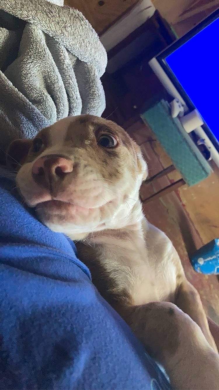 Leo is registered to the contest to win money with this photo: blue, canidae, carnivore, comfort, companion_dog, dog, dog_breed, electric_blue, family_car, fawn, fur, non_sporting_group, pug, puppy_love, snout, sporting_group, toy_dog, whiskers, working_animal, wrinkle