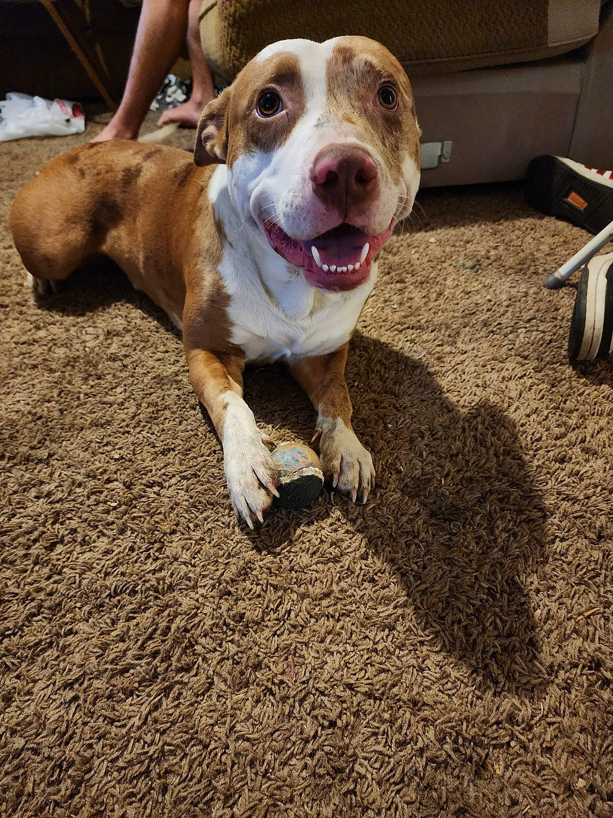 Leo joined the competition — help win amazing prizes! asphalt, carnivore, collar, companion_dog, dog, dog_breed, fawn, leash, paw, road_surface, scent_hound, smile, snout, soil, sporting_group, street_dog, tail, whiskers, working_animal, working_dog