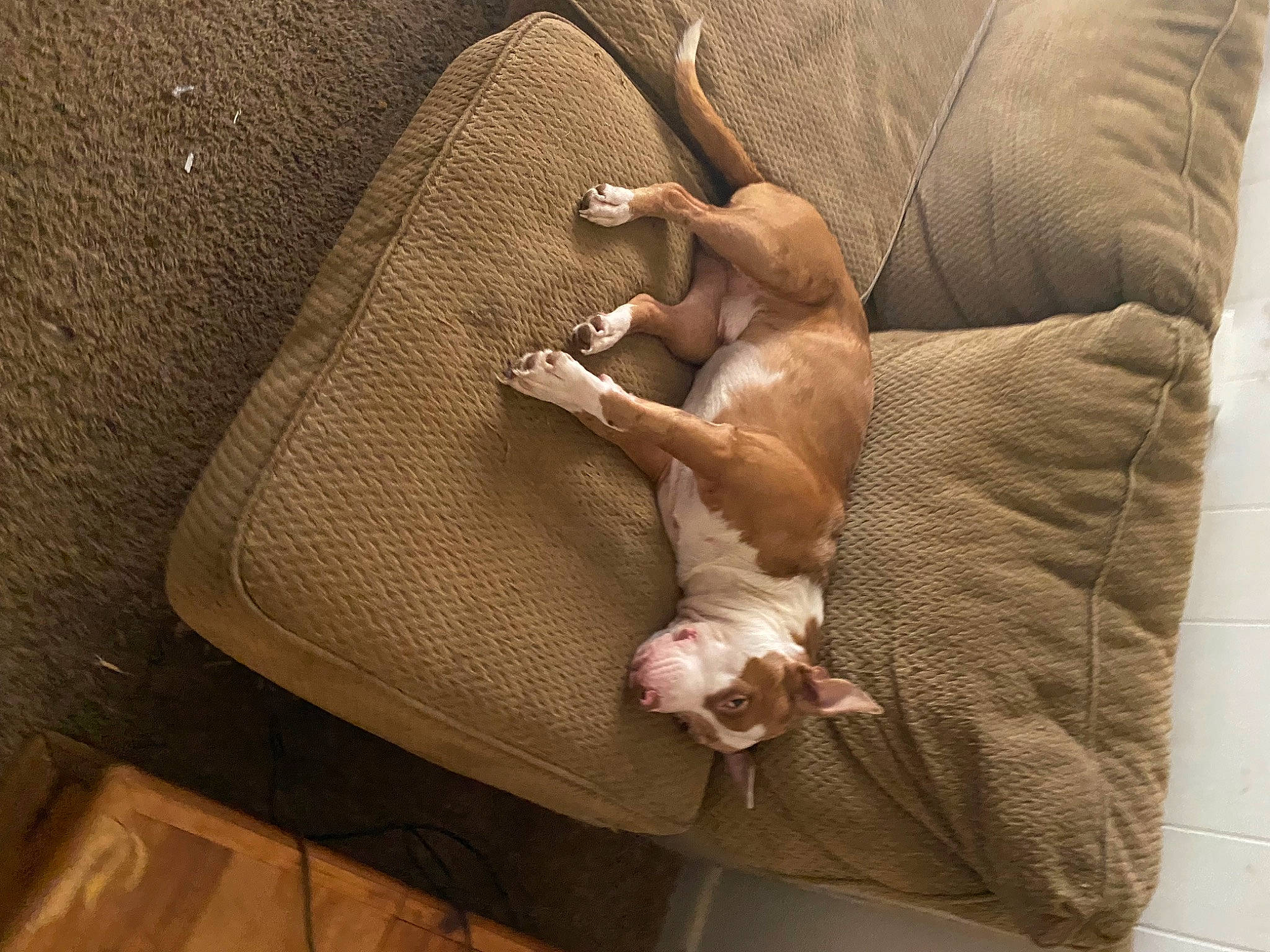 Leo is registered to the contest to win money with this photo: armrest, brown, canidae, comfort, companion_dog, couch, fawn, flooring, furniture, hardwood, human_leg, linens, room, sporting_group, textile, wood, working_animal