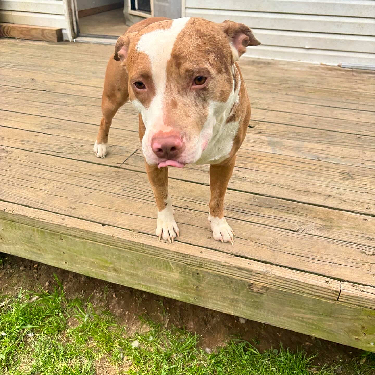 Leo joined the competition — help win amazing prizes! canidae, carnivore, companion_dog, dog, dog_breed, fawn, fence, flooring, grass, hardwood, liver, pet_supply, plank, plant, snout, terrestrial_animal, whiskers, wood, wood_stain, working_animal