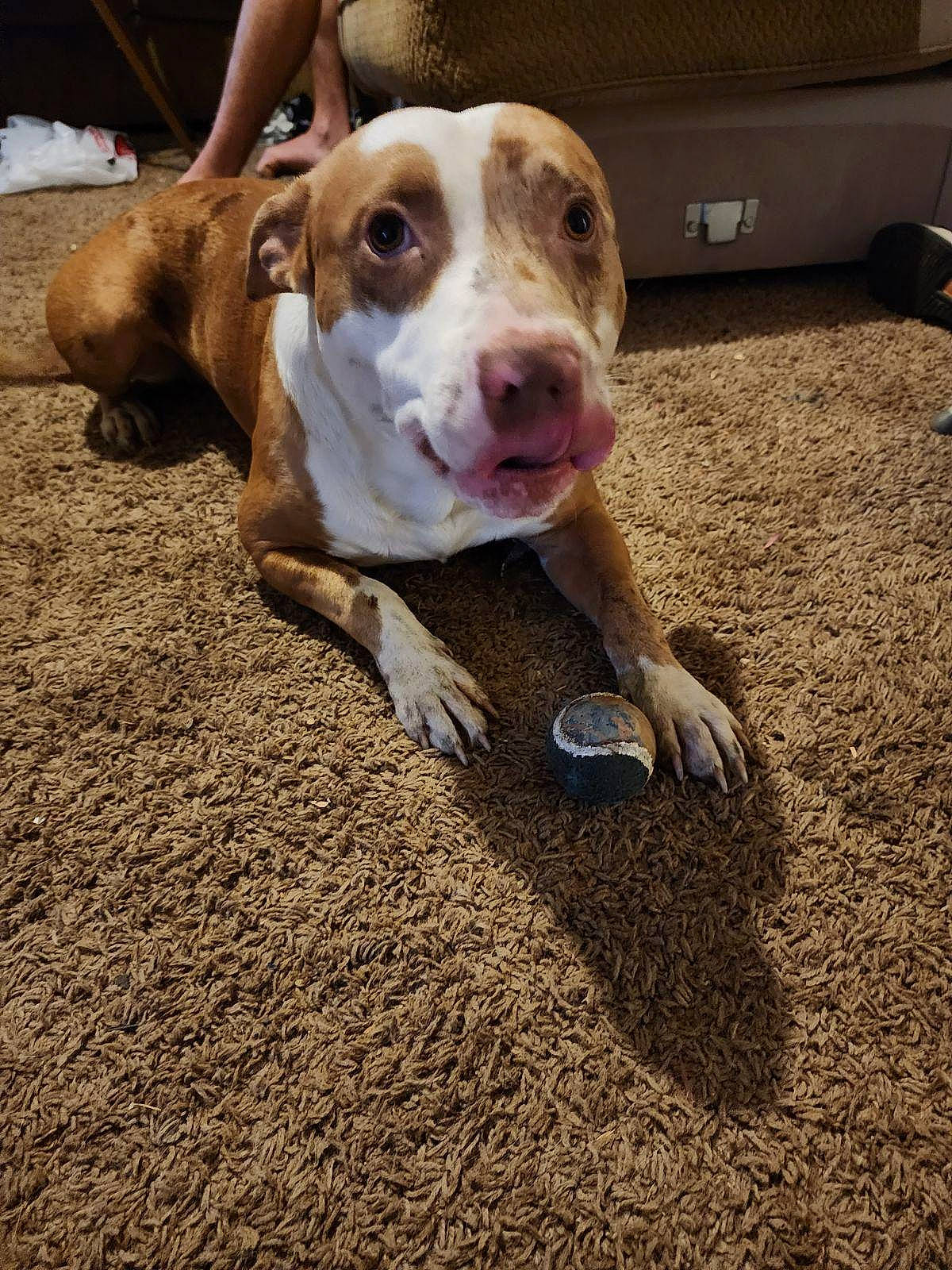 Leo joined the competition — help win amazing prizes! canidae, carnivore, companion_dog, dog, dog_breed, eye, fawn, flooring, hunting_dog, non_sporting_group, road_surface, sand, shadow, soil, street_dog, whiskers, working_animal, working_dog